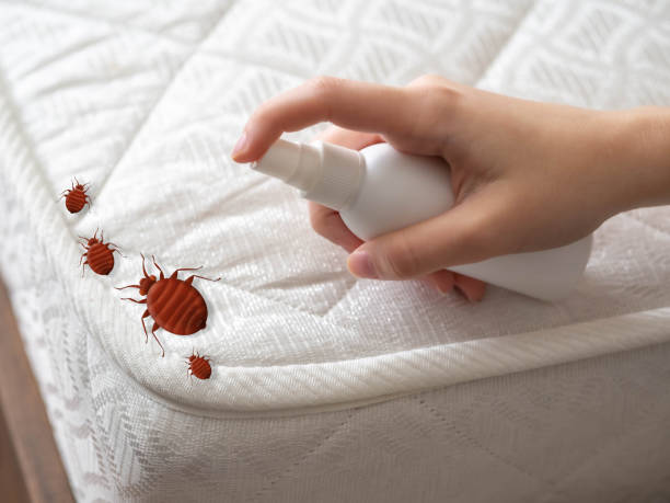 Best Bed Bug Extermination  in Russell, KY